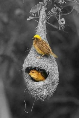 The Weaver Bird ve Bilgeliğin Ötesinde Bir Yolculuk: Hile ve Doğruluk Arasındaki İnce Çizgi