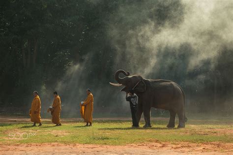 Unseen Elephant - A Thai Folk Tale Exploring Themes of Hidden Strength and Compassion